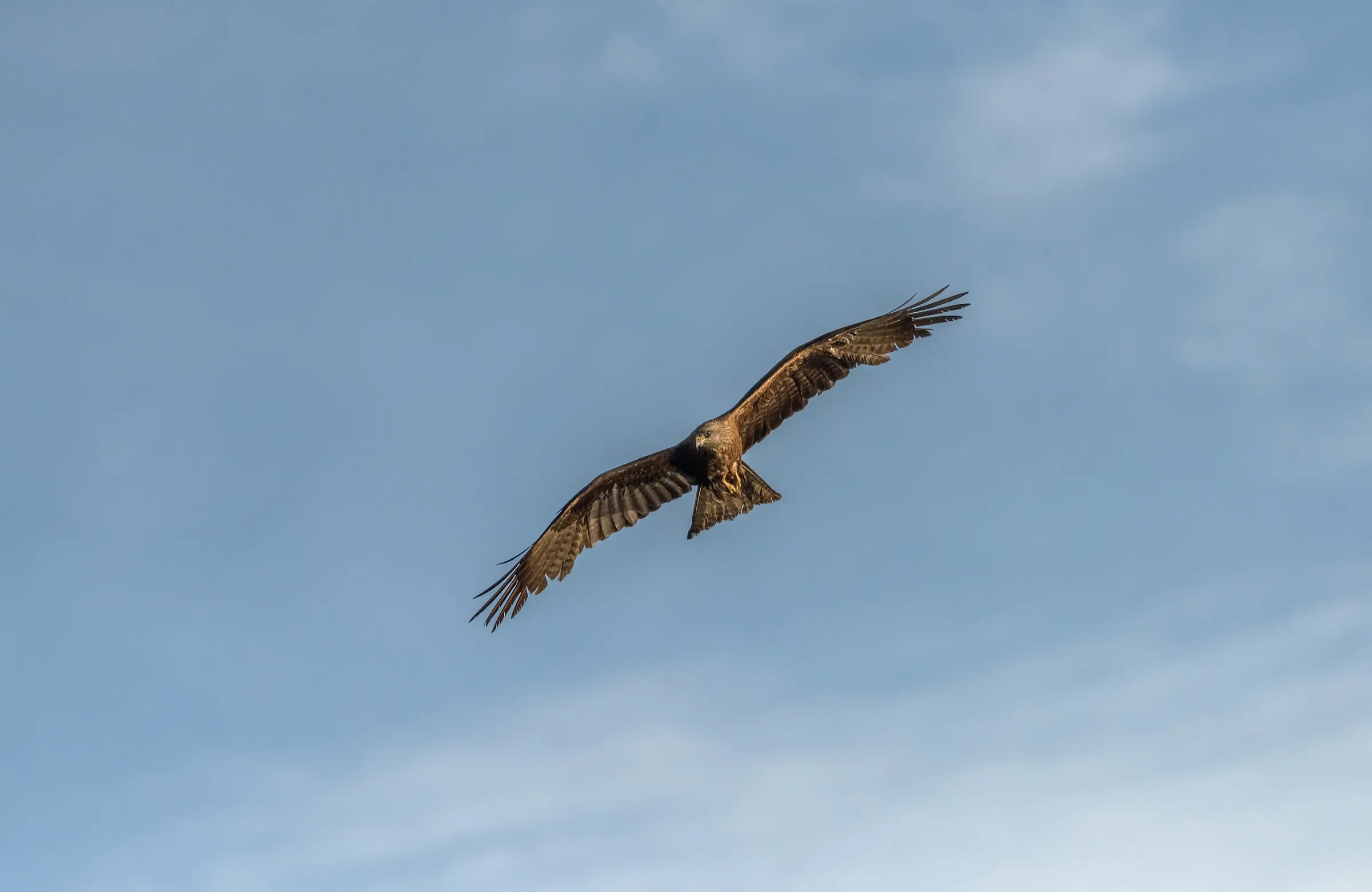空を飛ぶ鳶