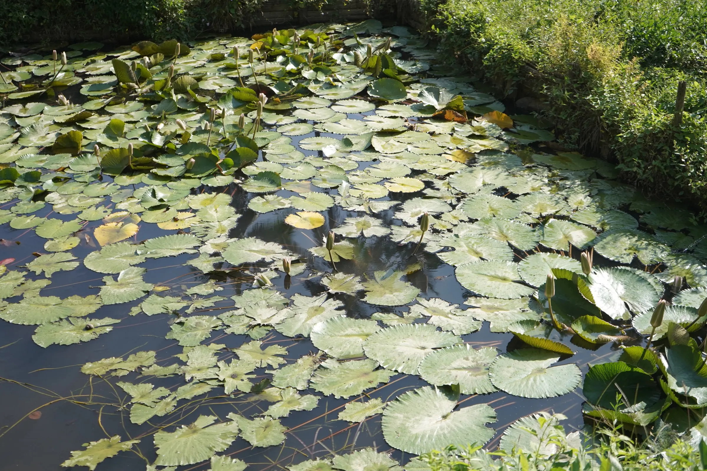 睡蓮の浮かぶ池